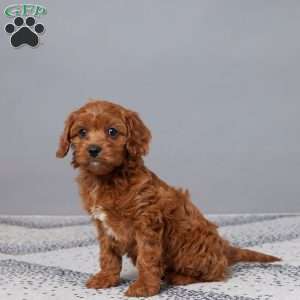 Tootsie, Cavapoo Puppy